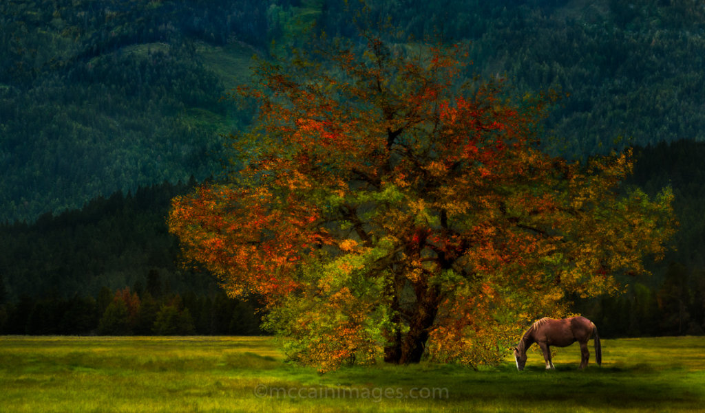 Under the Magic Tree
